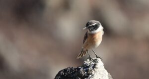 Trendy barvy na nehty na letošní podzim