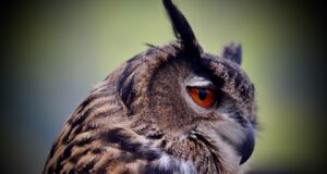 Jak dosáhnout dokonalé krásy: Tipy a triky od profesionálů