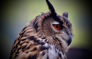 Jak dosáhnout dokonalé krásy: Tipy a triky od profesionálů