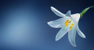 Vyzkoušejte nové produkty pro zdravé vlasy