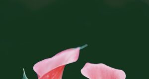 Jak si udržet zdraví pomocí pravidelného cvičení