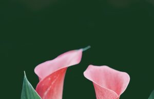 Jak si udržet zdraví pomocí pravidelného cvičení