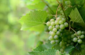 Jak si udržet zdraví a vitalitu celý rok