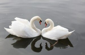 – Jak rozvíjet lásku ve vašem vztahu každý den