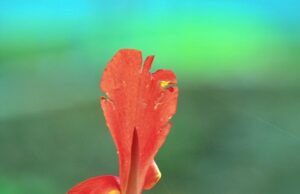 Jak rozvíjet svou kreativitu: 10 tipů pro inspiraci