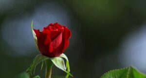 – Tajemství skutečné lásky: Jak ji najít a udržet