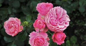 Láska jako lék na duši: Jak láska může pozitivně ovlivnit naše životy?