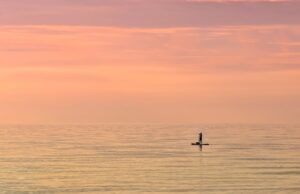 – Nejnovější trendy ve sportovní výživě