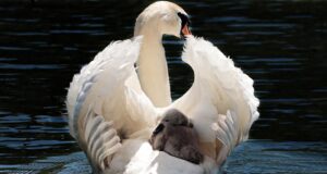 – Proč je důležité dávat i přijímat lásku v partnerském vztahu