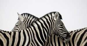 Jak si s láskou poradit v obtížných situacích: Tipů pro zachování zdravého vztahu